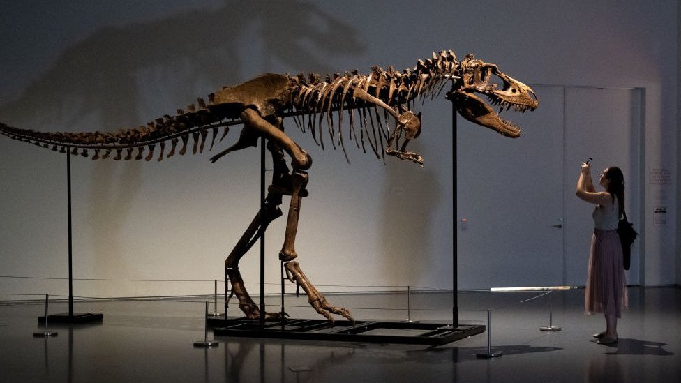 Skelet gorgosaurusa na izložbi u Njujorku