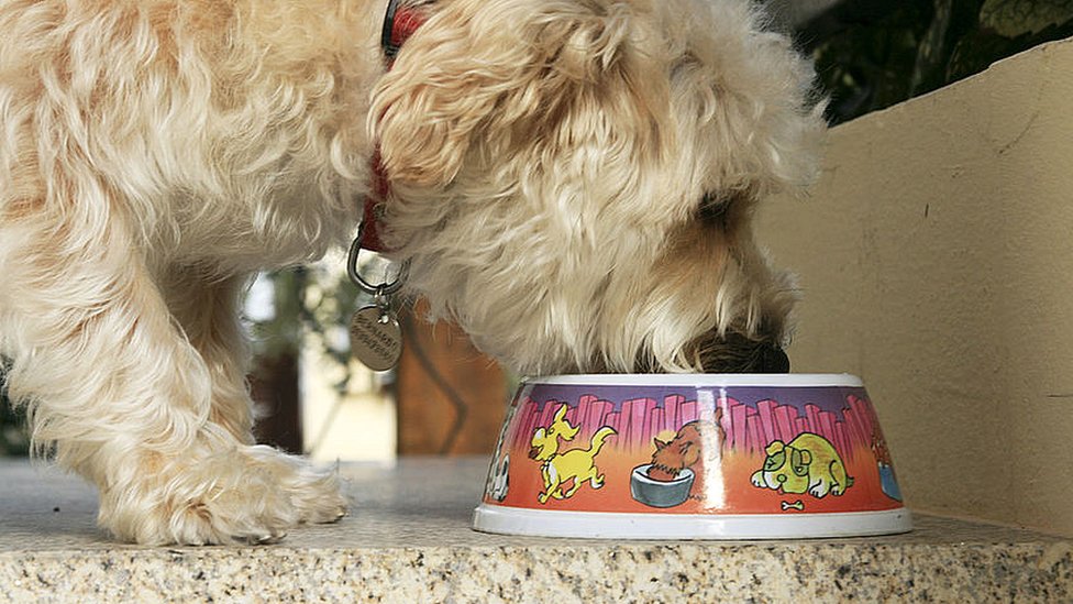 Файловое изображение собаки, которая ест из миски