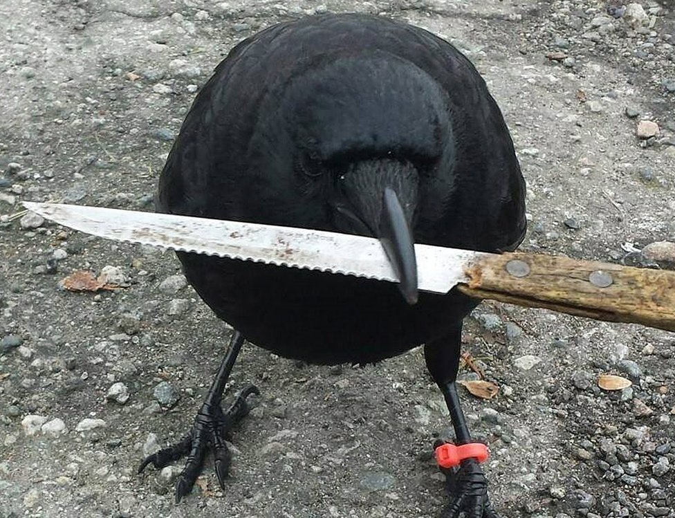 птица с ножом