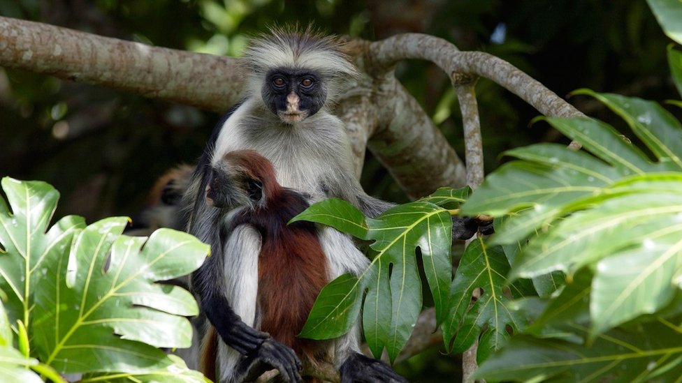 Zanzibar Red Colobus monkey, one of Africa's rarest primates numbers only about 1500 and is a distinct species, with different coat patterns, calls and food habits than species on the mainland.