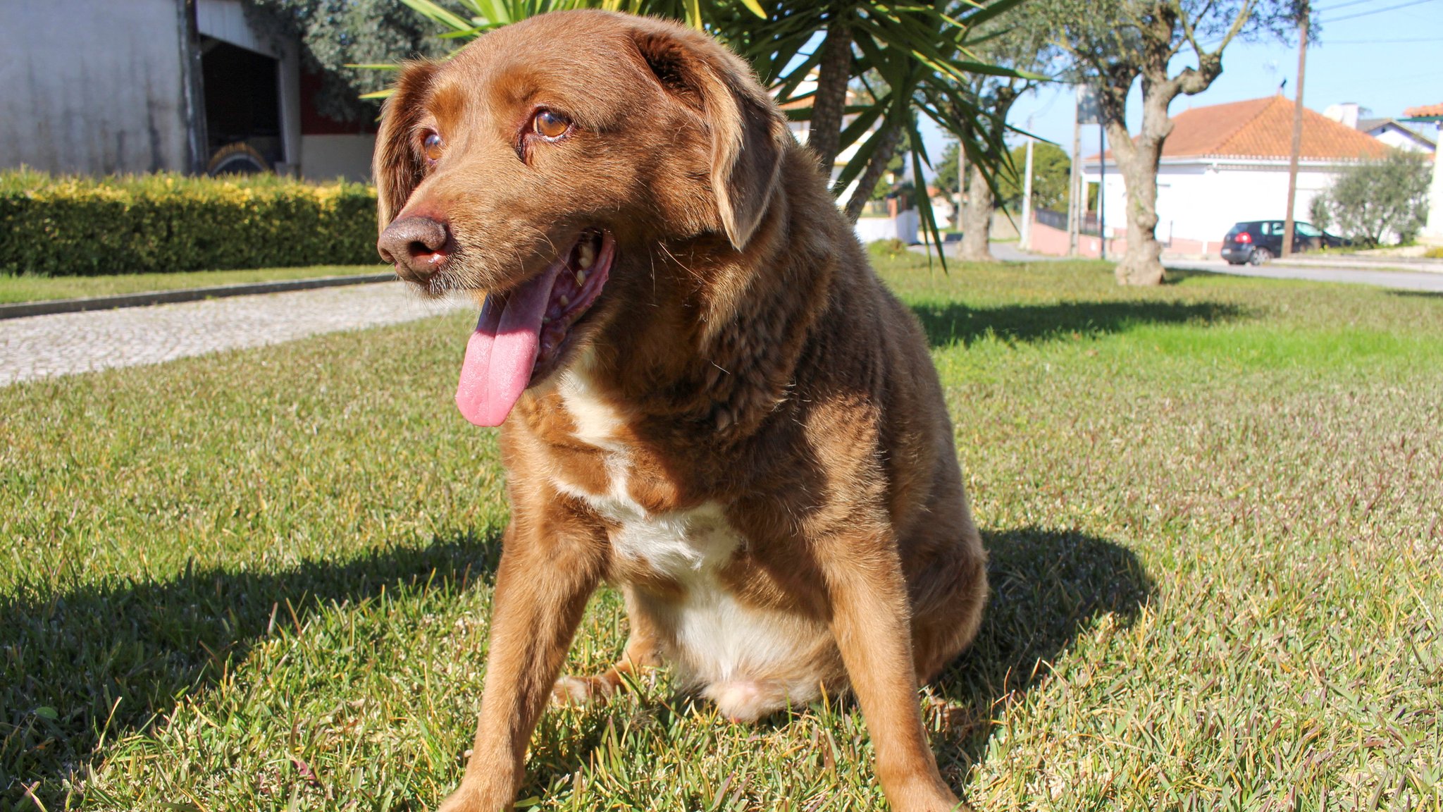 Oldest sales dog breed