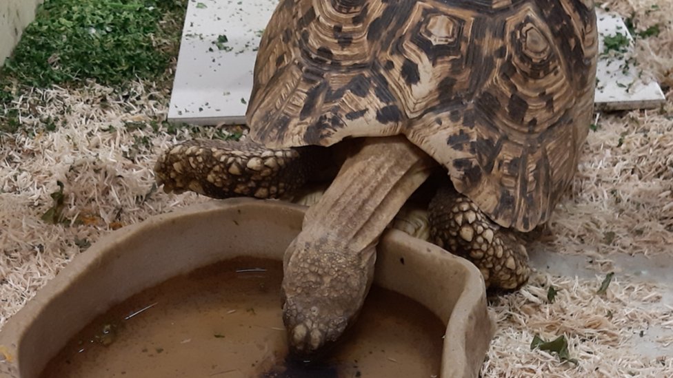 A rescued tortoise