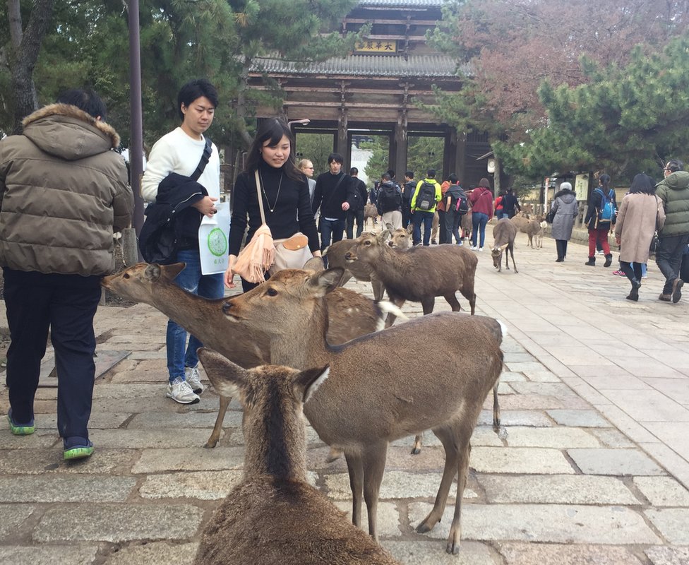 Deer and tourists in Nara
