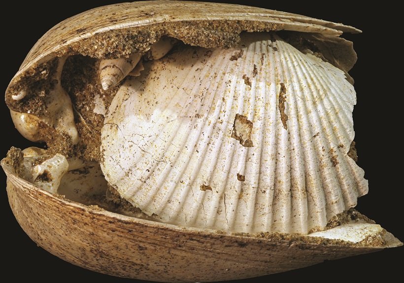 Fosili školjki iz jezera Panon