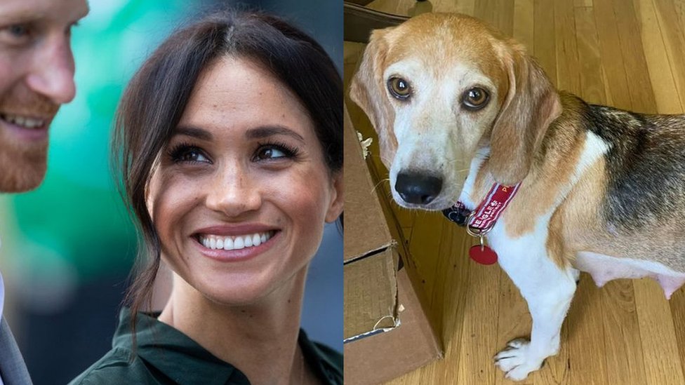 Mamma Mia! Harry and Meghan adopt pet beagle - CBBC Newsround