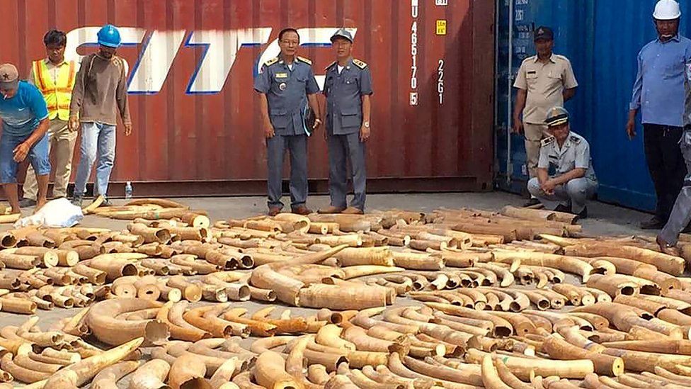 Cambodia makes record breaking ivory haul at port