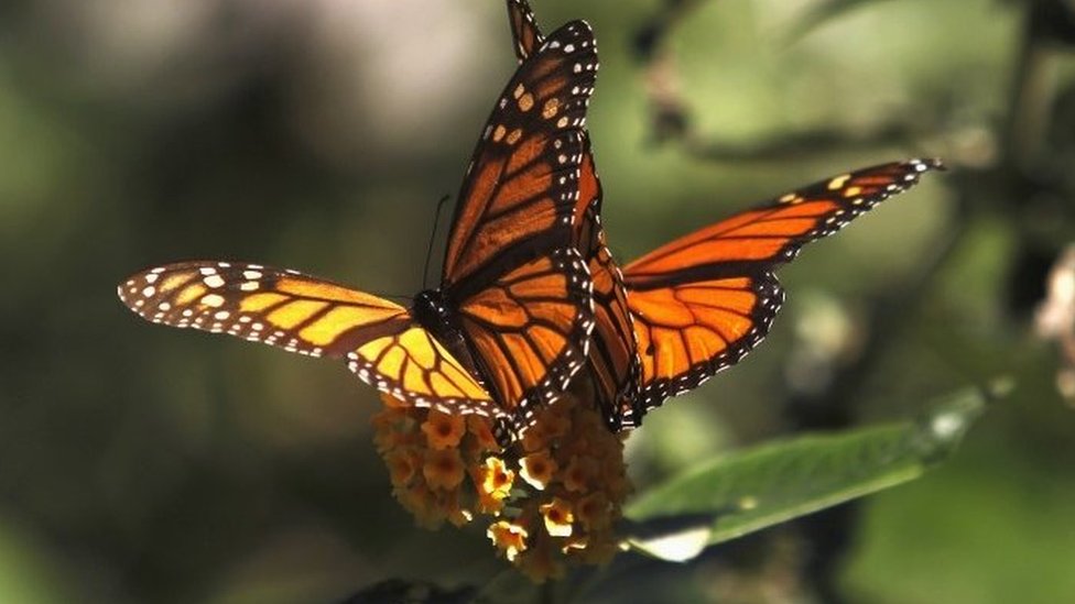 Бабочки-монарх в Калифорнии - архивное изображение