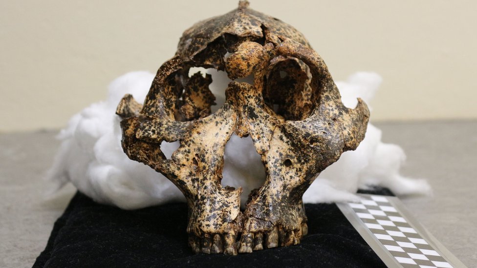 Two-million-year-old skull of human 'cousin' unearthed - BBC News