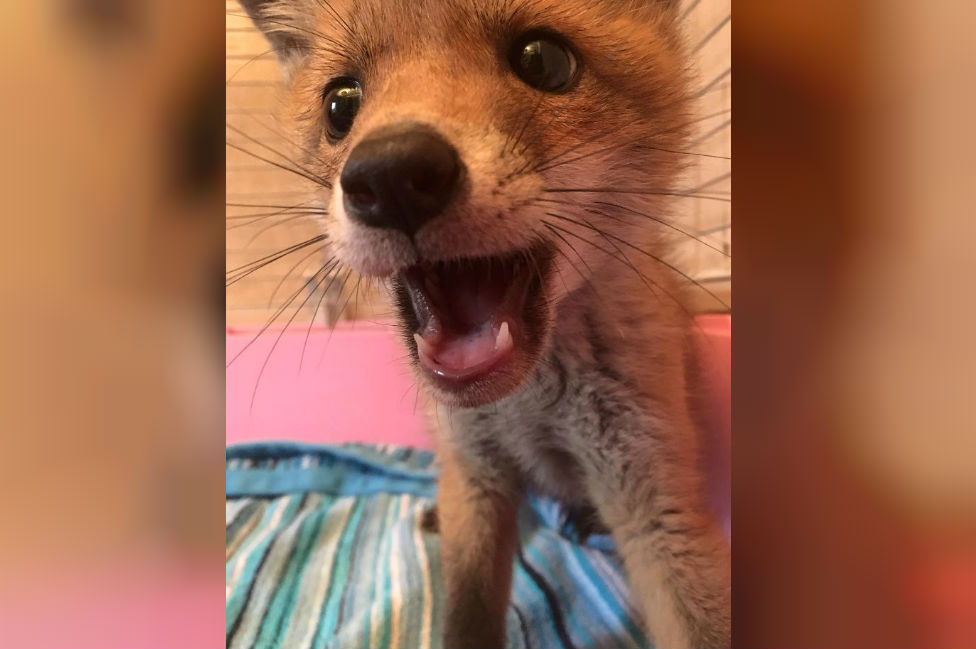 Curious Cat Finds Fox Cub Lodging Under Welney Sofa c News