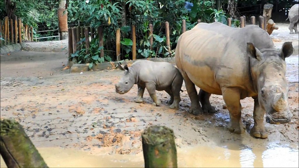 Rare baby rhino plays in mud! - CBBC Newsround