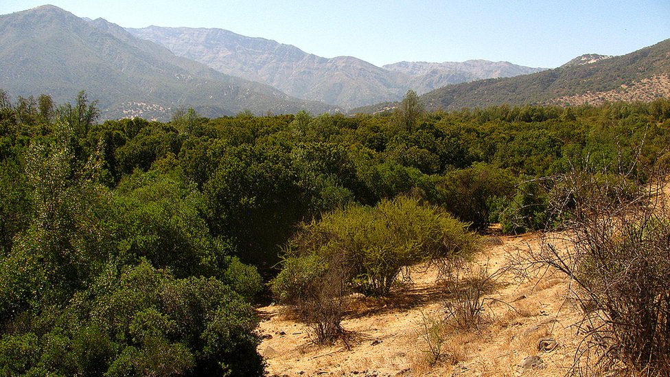 Bosque esclerófilo con quillays en la region metropolitana de Chile.