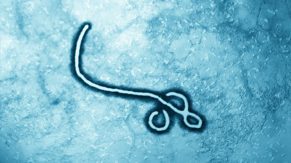 Vírus ebola
