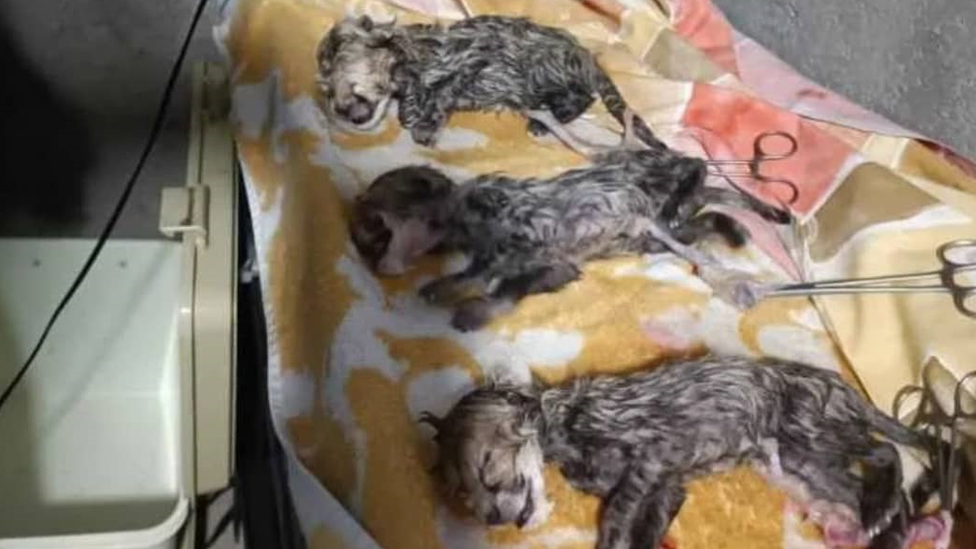 Rođena su tri mladunčeta azijskog geparda, ali je dvoje uginulo nedugo posle rođenja