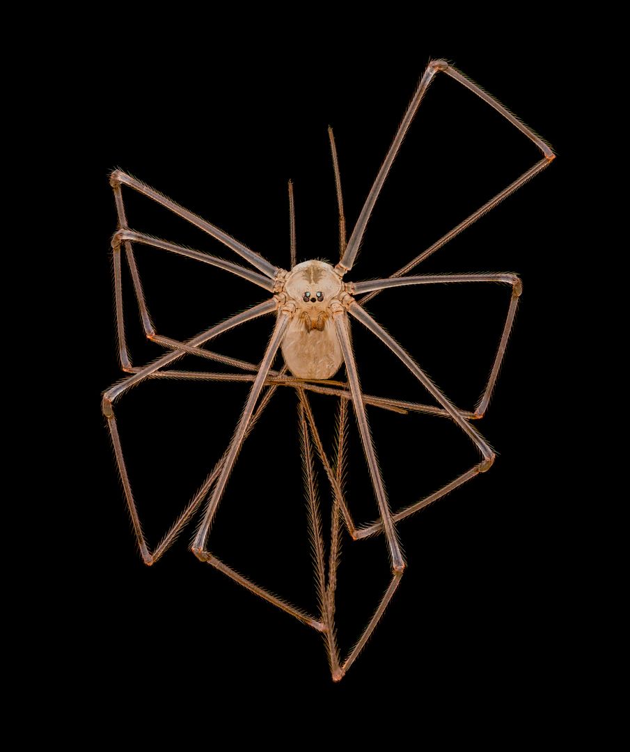Foto microscópica de uma aranha de pernas compridas