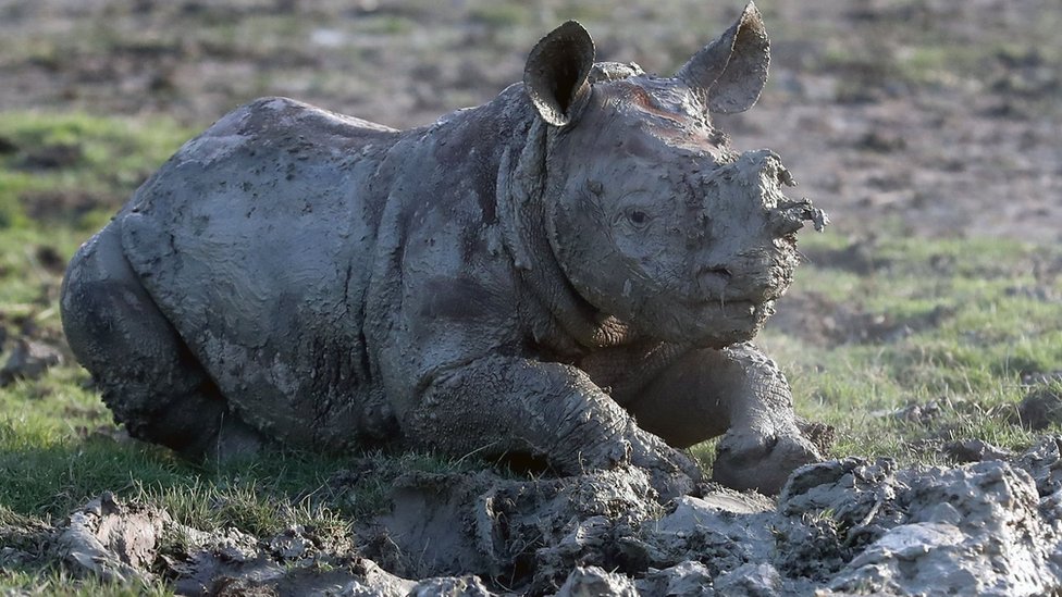 Маленький носорог, родившийся в декабре 2016 года, принимает грязевую ванну в заповеднике Порт-Лимпн