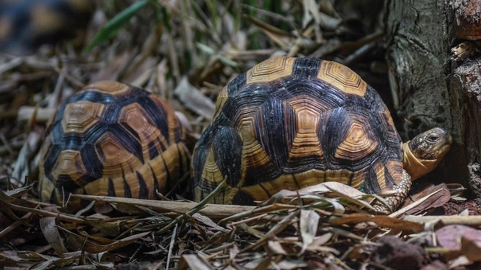 Smuggled rare ploughshare tortoises go on display for first time BBC News