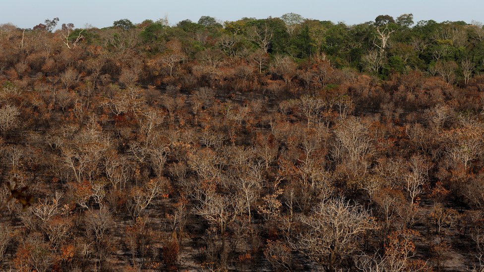 Сгоревший участок леса Амазонки возле Альтер-ду-Чао в Сантарене, штат Пара, Бразилия, 19 сентября 2019 г.