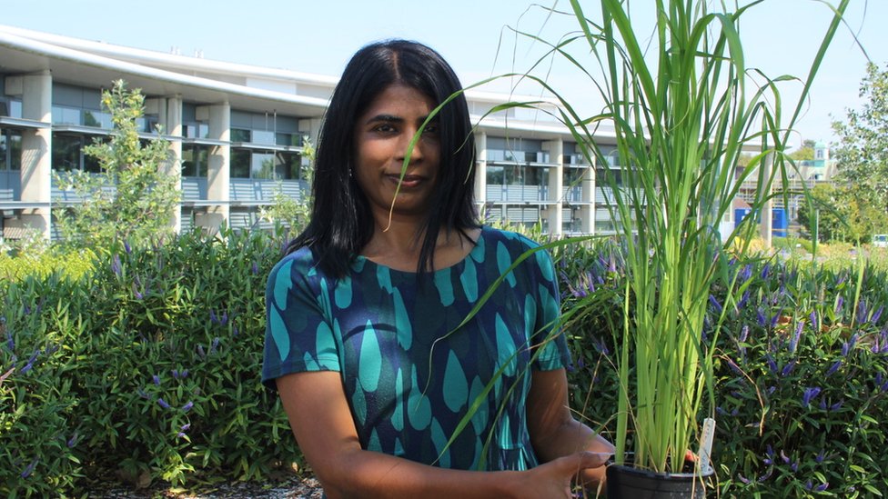 Lady holding a pot of direct seeded rice