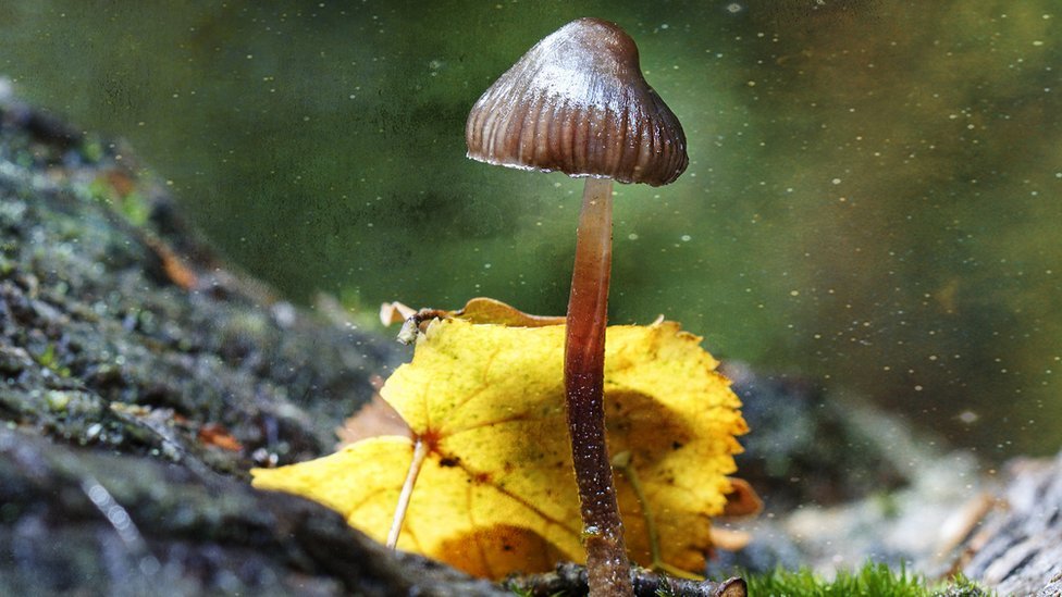 Seta mágica