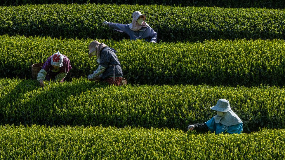 Cultivos de la planta del té verde