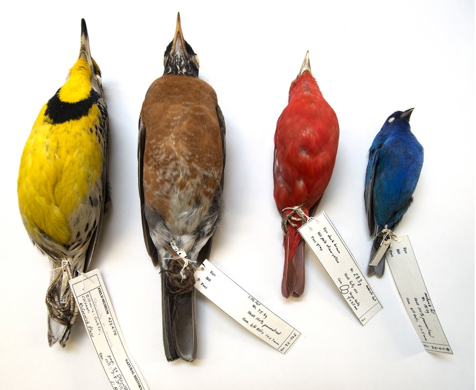 Cuatro especies de aves de distintos colores.