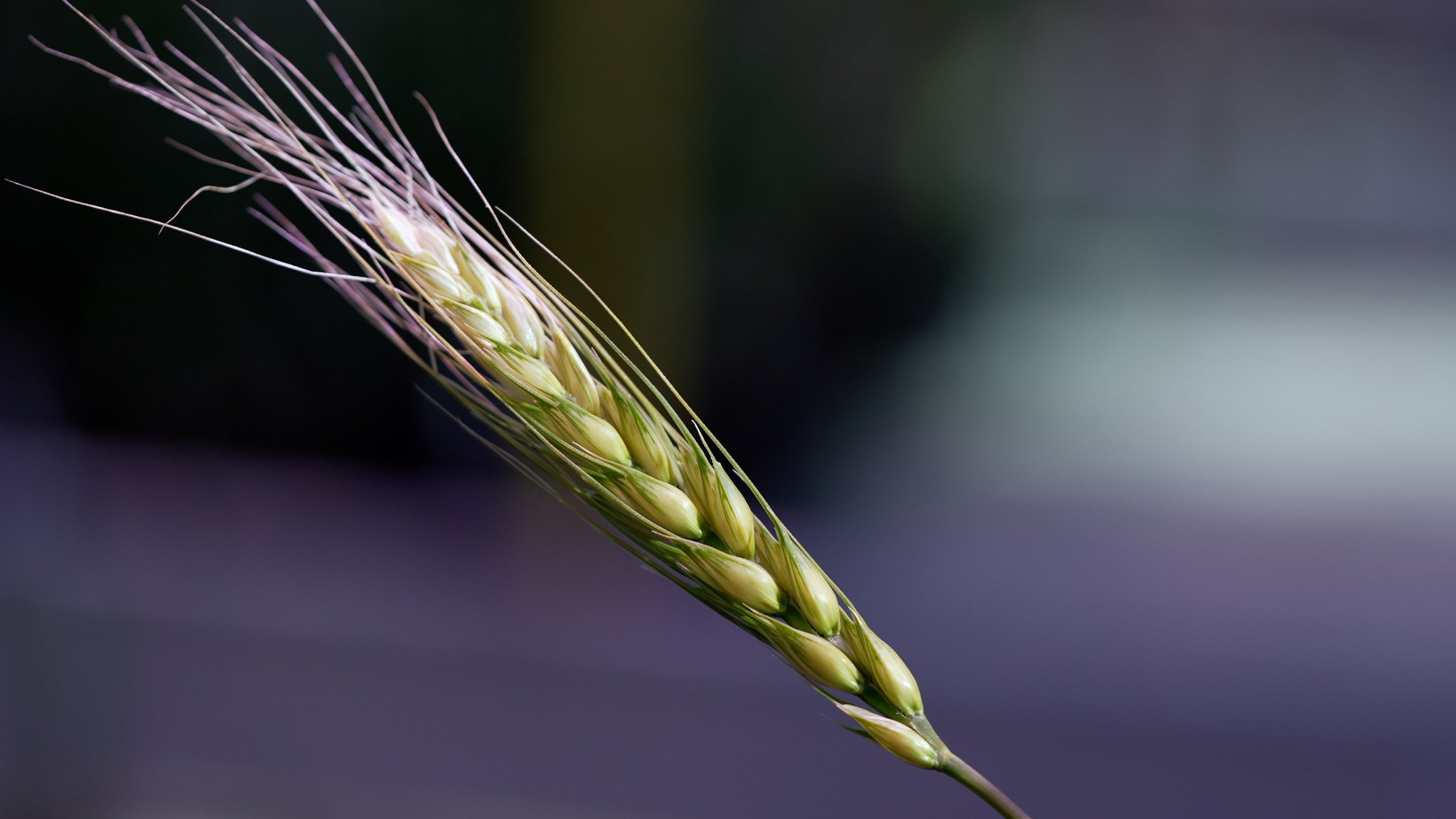 氣候變遷與病蟲害威脅農作物生存，數百年前的小麥樣本能解決世界糧食供應問題嗎？