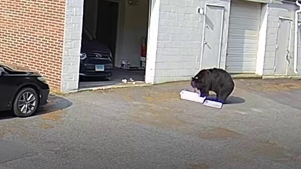 Black bear walks into bakery and eats 60 cupcakes