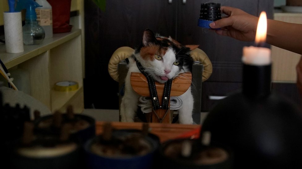 Según IVAS, la acupuntura se utiliza en la práctica veterinaria en China desde hace miles de años para tratar una variedad de males. Gato