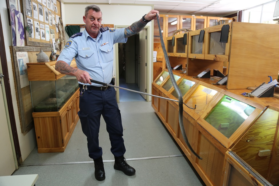 Надзиратель-заключенный Ян Митчелл с реабилитированной восточной коричневой змеей