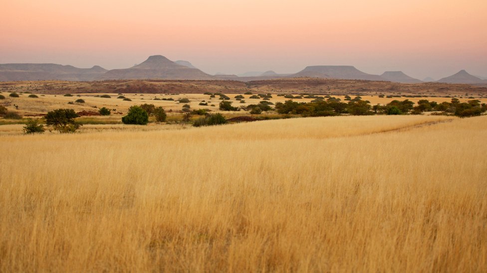¿Habrían sobrevivido los dinosaurios con la expansión de las praderas? Pradera