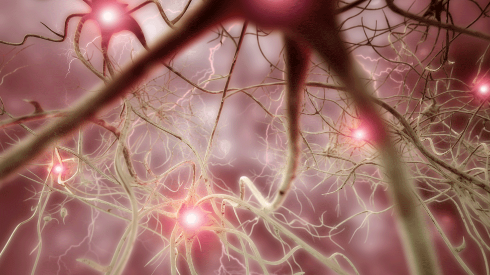 Moždani neuroni