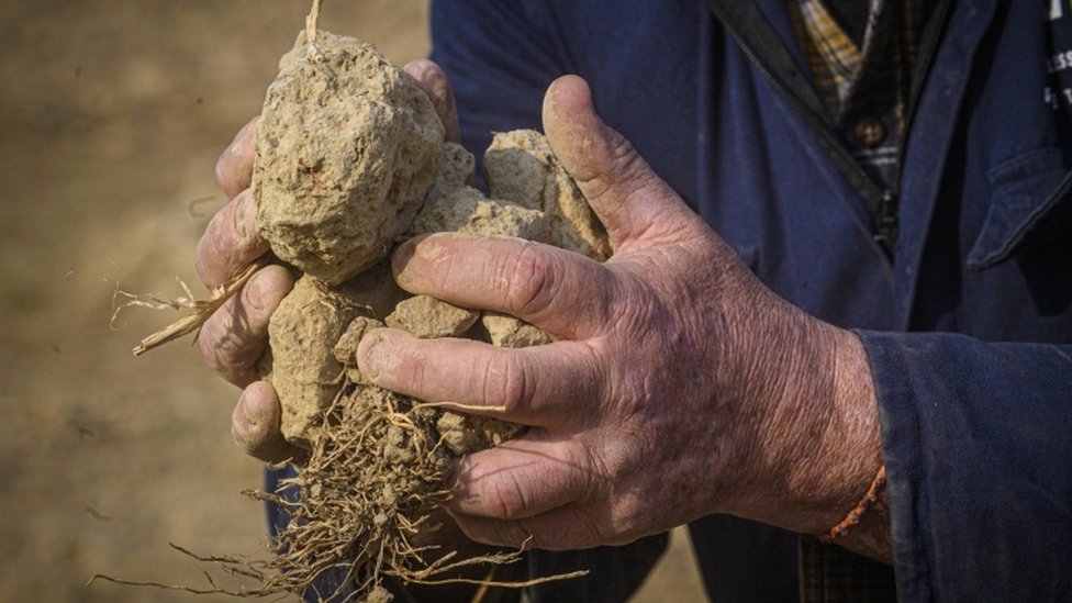 Poljoprovrednik pokazuje grumen suve zemlje sa polja u Milanu