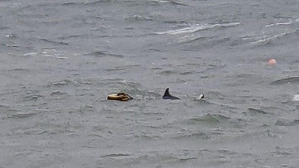 Дельфин, пойманный в ловушку в Суонедж