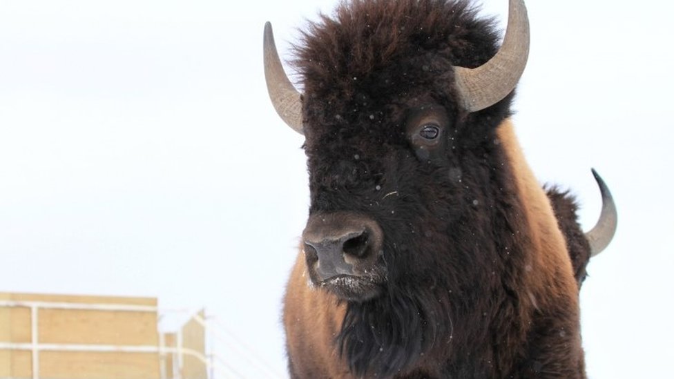 Дикий бизон должен быть доставлен в отдаленную пустыню национального парка Банф в Альберте (06 февраля 2017 г.)