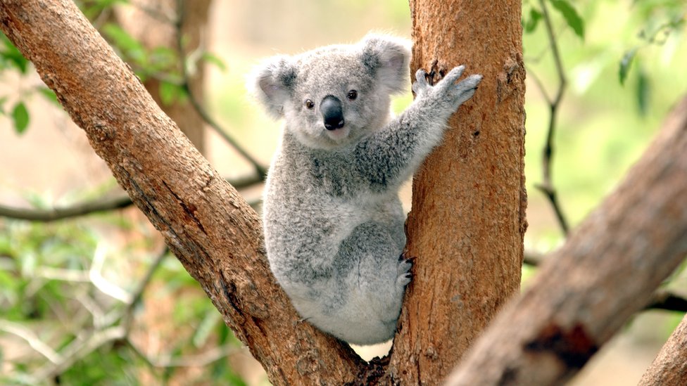 Australian 'Bear Grylls' koala hit by car and survives - BBC News