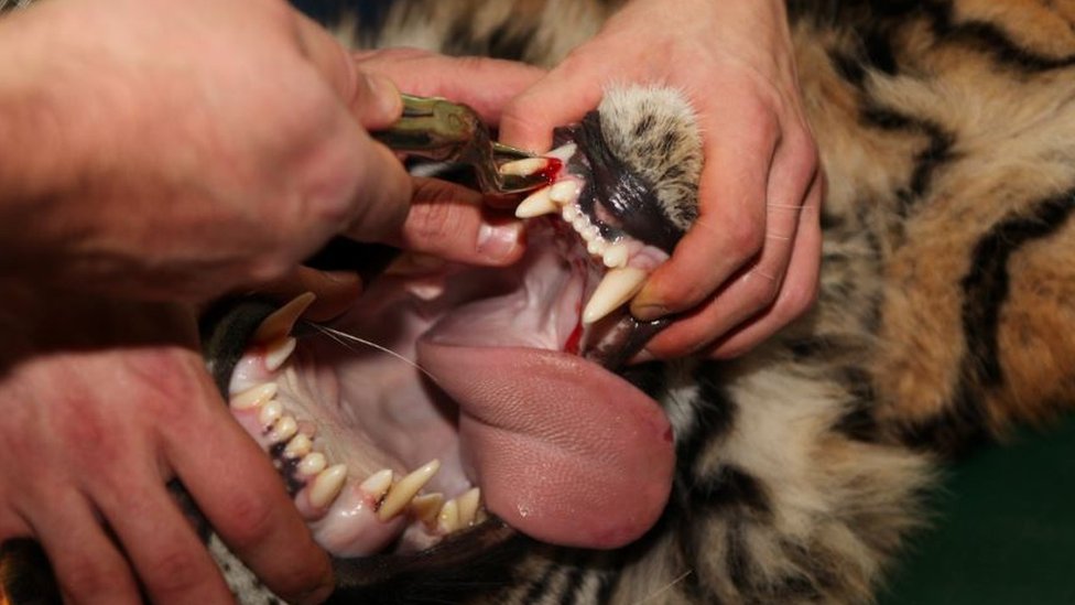 A tiger undergoing dental surgery