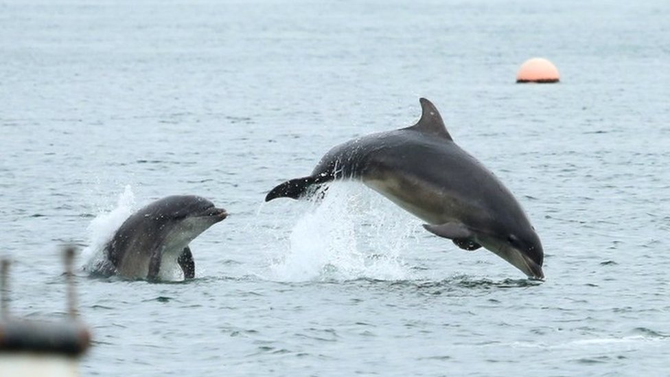 Arctic visitors in Irish waters and the dark side of dolphins - BBC News