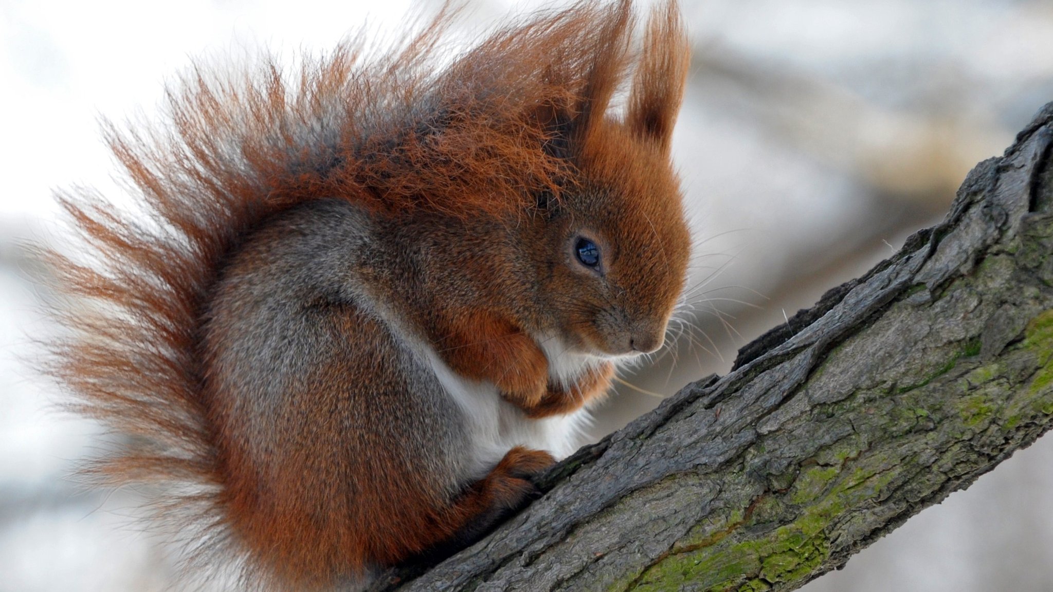 Squirrel King｜TikTok Search