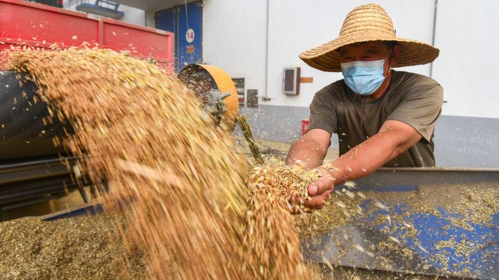 Almacenamiento de trigo en Qingzhou, China.