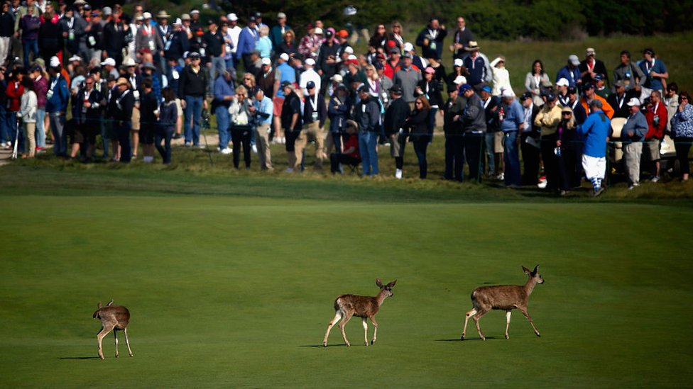 Existen "razones éticas, filosóficas, morales, religiosas, económicas" y científicas para proteger a las especies de su extinción, dice Ceballos. Venados en un campo de golf en Pebble Beach, California.