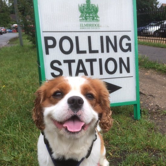 Собака возле избирательного участка