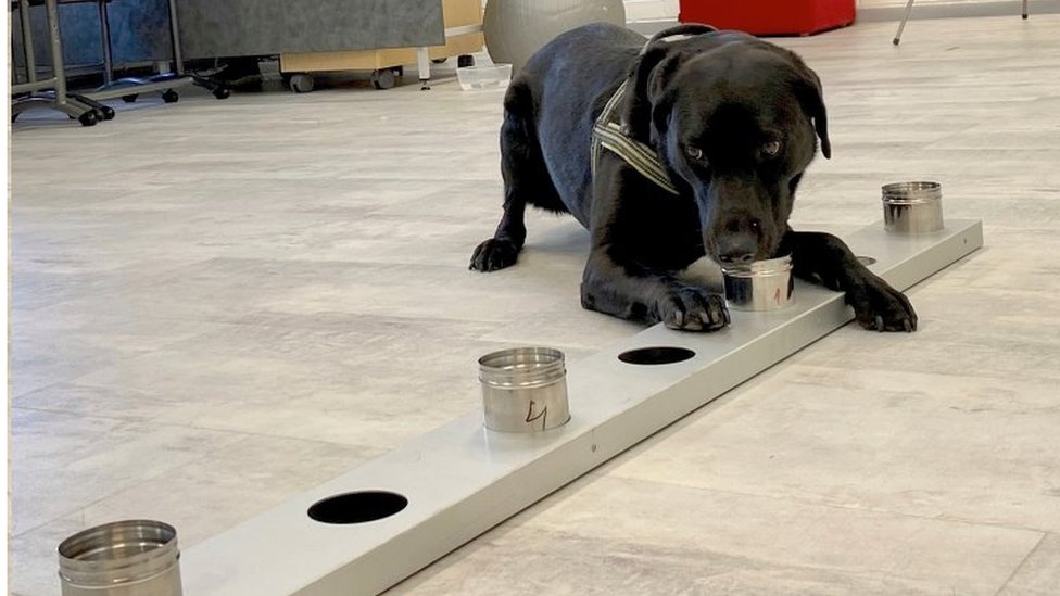 Sniffer dog Miina works at Helsinki's airport. Photo: September 2020