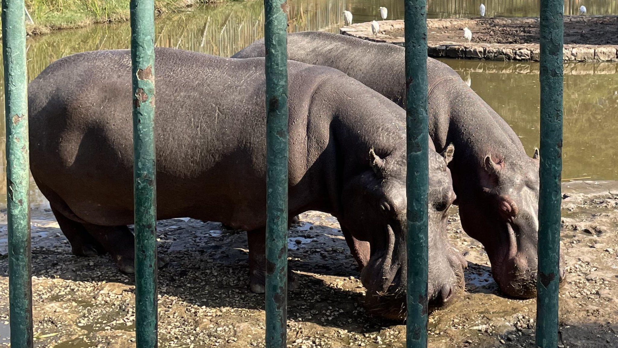 Egypt zoo overhaul plan raises animal welfare fears - BBC News