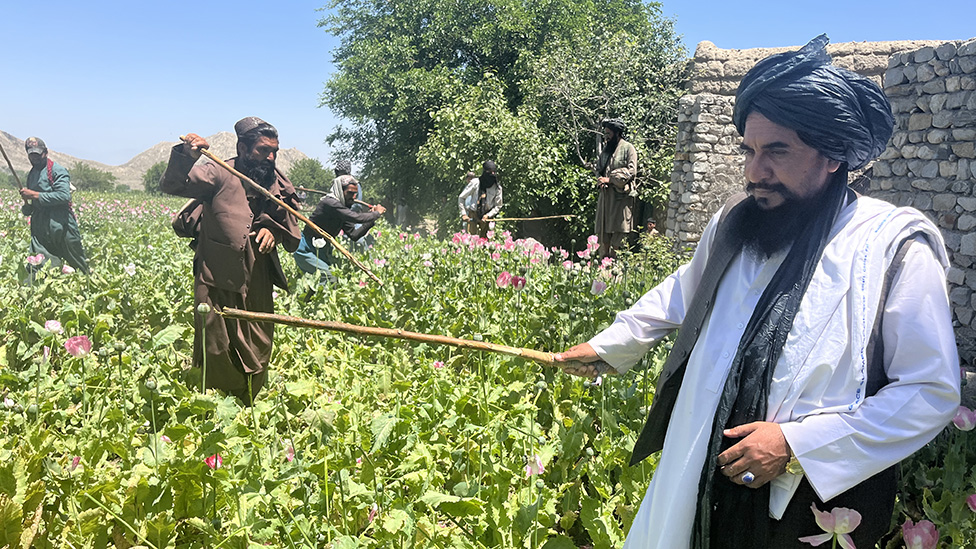Toor Khan (kanan) meratakan ladang-ladang opium dengan tanah bersama sesama anggota Taliban.