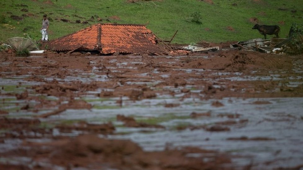 Usamljeni čovek i krava se vide pored potopljene kuće nakon kolapsa brane u Minas Žeraisu u Brazilu, januar 2019.