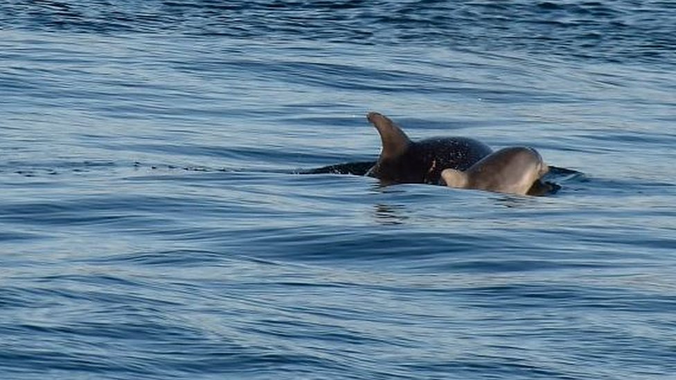 Дельфин и теленок в водах острова Мэн