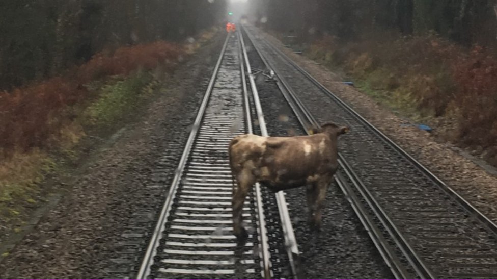 Корова на железнодорожной линии между Саутгемптоном и Брокенхерстом