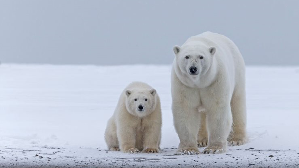 A female polar bear and her cub