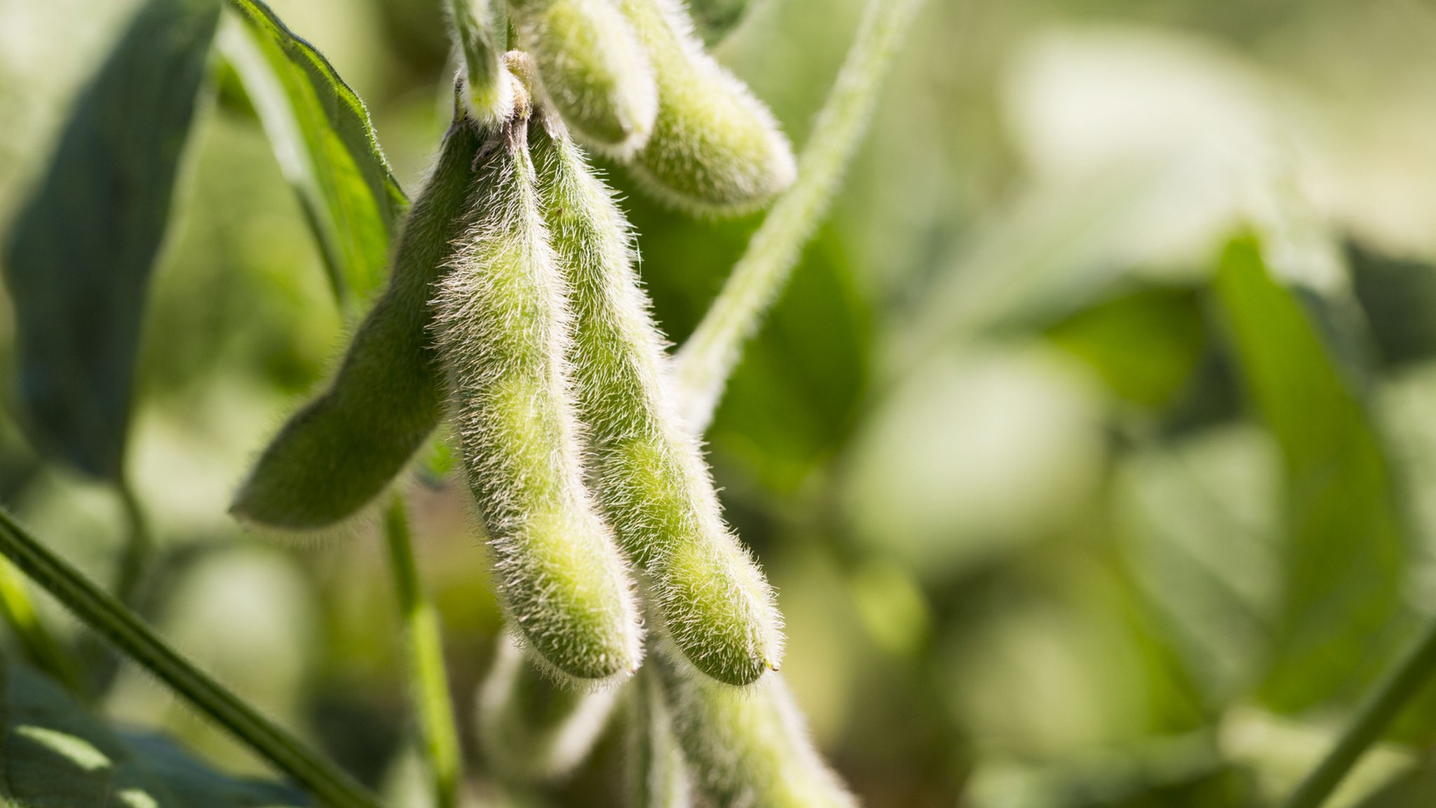 Food crops made 20% more efficient at harnessing sunlight