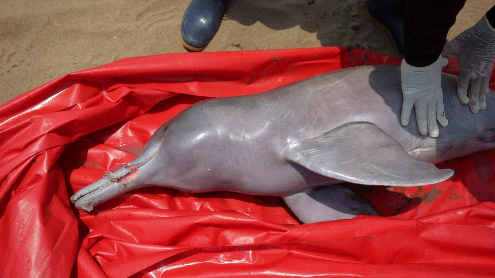 Researchers from the Mamiraua Institute for Sustainable Development recover a dead dolphin from Tefe lake, which flows into the Solimoes River, affected by high temperatures and drought, in Tefe, Amazonas state, Brazil, October 3, 2023. REUTERS/Bruno Kelly